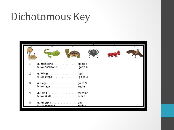 Dichotomous Key 