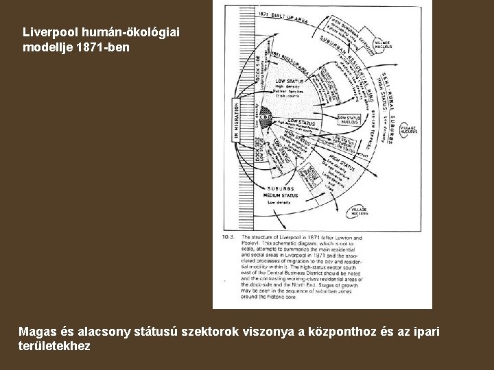 Liverpool humán-ökológiai modellje 1871 -ben Magas és alacsony státusú szektorok viszonya a központhoz és