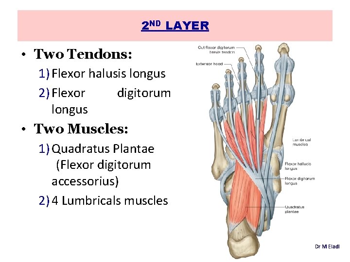 2 ND LAYER • Two Tendons: 1) Flexor halusis longus 2) Flexor digitorum longus