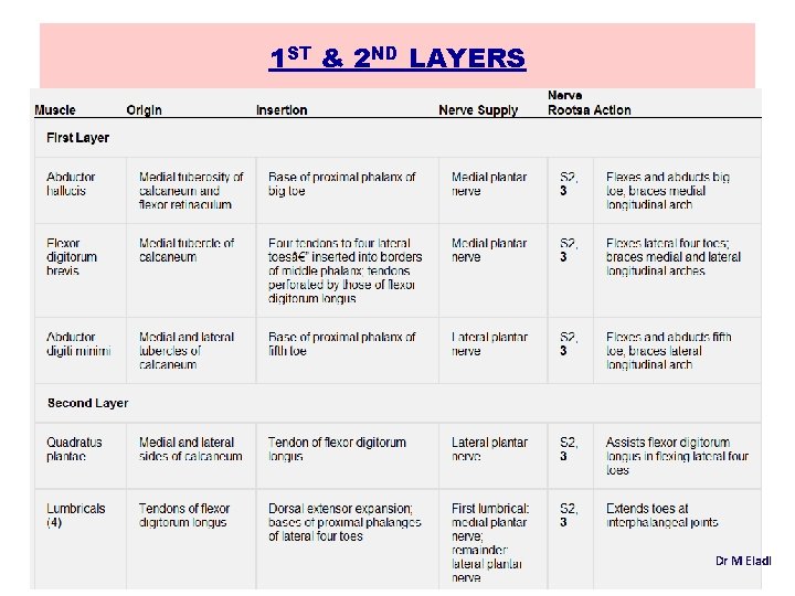 1 ST & 2 ND LAYERS Dr M Eladl 