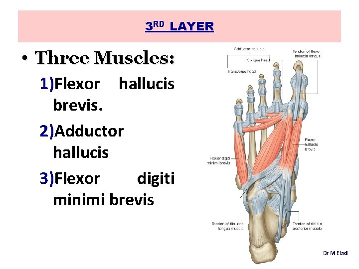 3 RD LAYER • Three Muscles: 1)Flexor hallucis brevis. 2)Adductor hallucis 3)Flexor digiti minimi