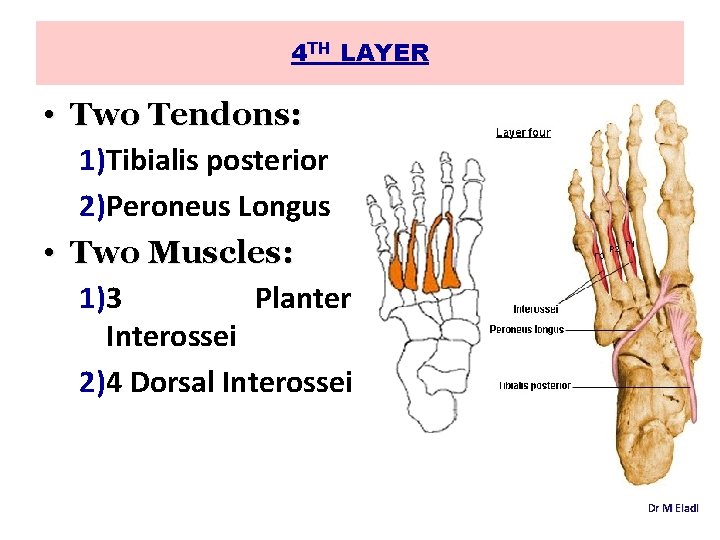 4 TH LAYER • Two Tendons: 1)Tibialis posterior 2)Peroneus Longus • Two Muscles: 1)3