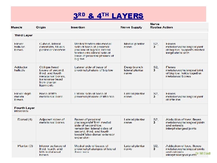 3 RD & 4 TH LAYERS Dr M Eladl 