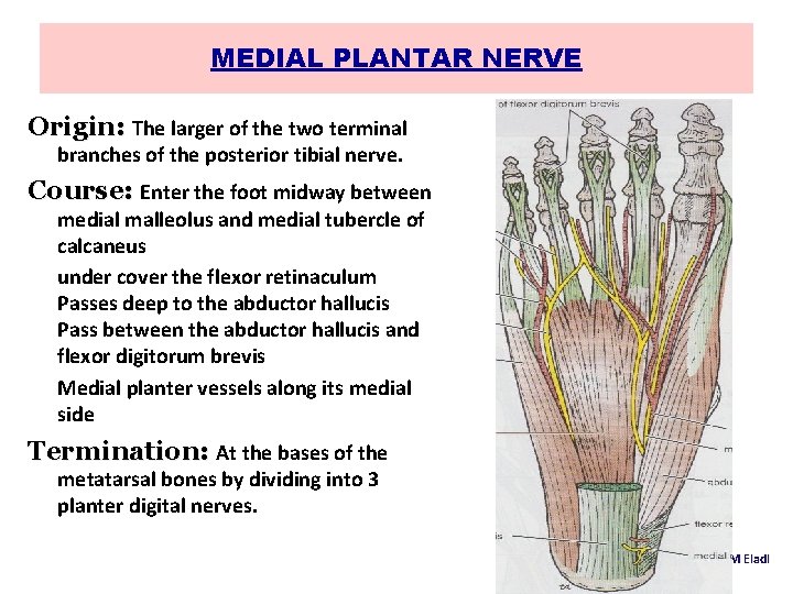 MEDIAL PLANTAR NERVE Origin: The larger of the two terminal branches of the posterior