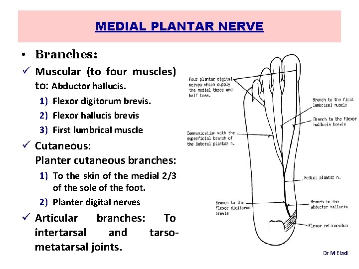 MEDIAL PLANTAR NERVE • Branches: ü Muscular (to four muscles) to: Abductor hallucis. 1)