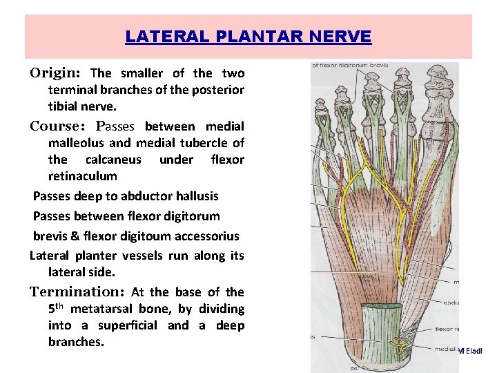 LATERAL PLANTAR NERVE Origin: The smaller of the two terminal branches of the posterior