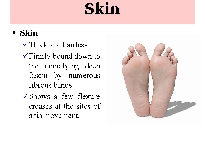 Skin • Skin üThick and hairless. üFirmly bound down to the underlying deep fascia