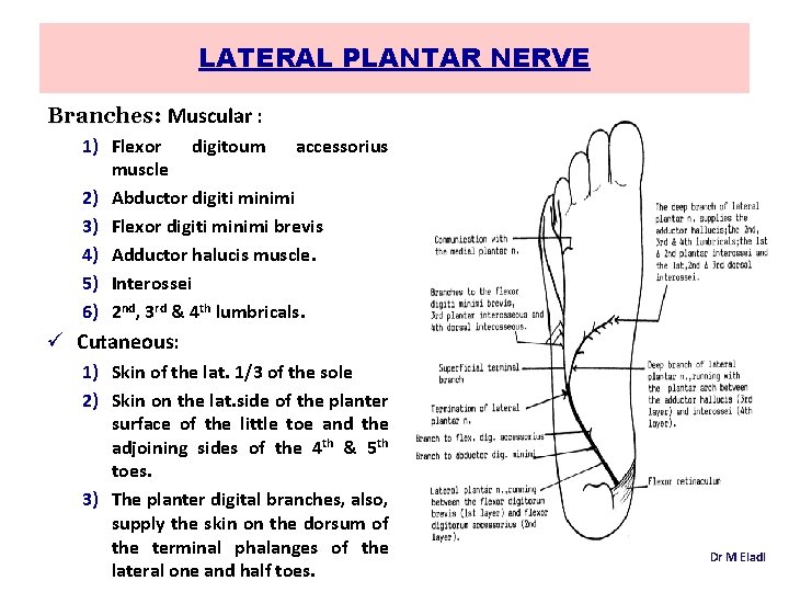LATERAL PLANTAR NERVE Branches: Muscular : 1) Flexor digitoum accessorius muscle 2) Abductor digiti