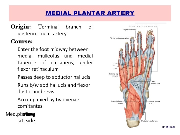 MEDIAL PLANTAR ARTERY Origin: Terminal branch of posterior tibial artery Course: Enter the foot