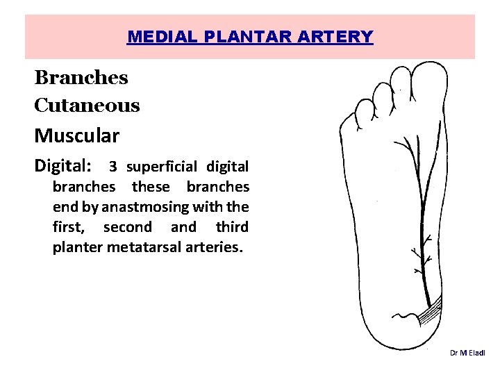MEDIAL PLANTAR ARTERY Branches Cutaneous Muscular Digital: 3 superficial digital branches these branches end
