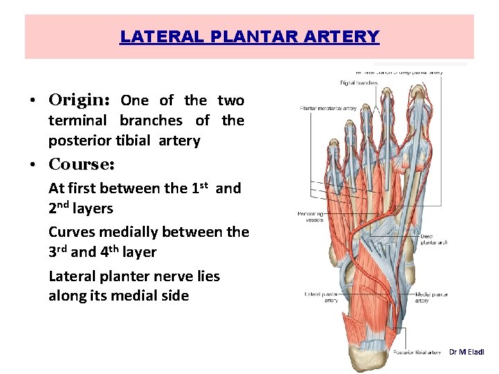 LATERAL PLANTAR ARTERY • Origin: One of the two terminal branches of the posterior