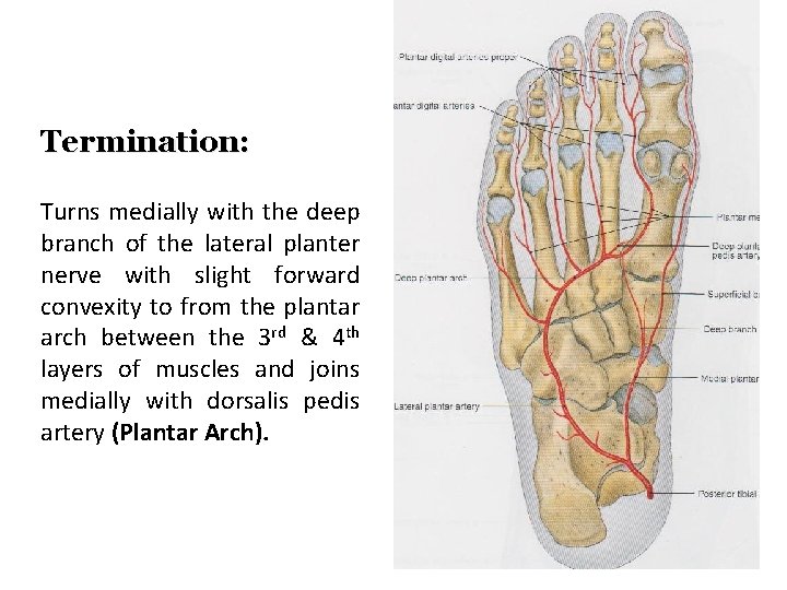 Termination: Turns medially with the deep branch of the lateral planter nerve with slight