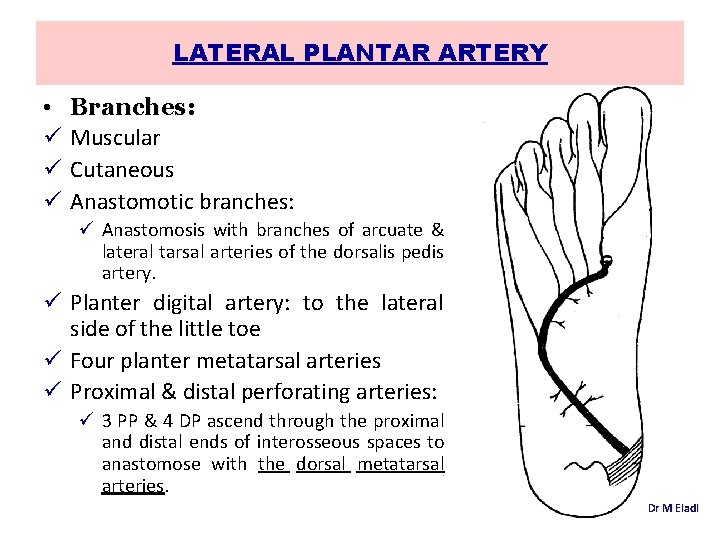 LATERAL PLANTAR ARTERY • ü ü ü Branches: Muscular Cutaneous Anastomotic branches: ü Anastomosis