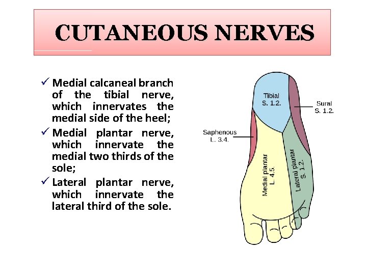 CUTANEOUS NERVES ü Medial calcaneal branch of the tibial nerve, which innervates the medial