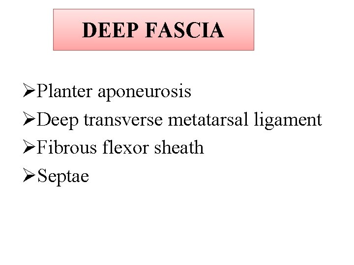 DEEP FASCIA ØPlanter aponeurosis ØDeep transverse metatarsal ligament ØFibrous flexor sheath ØSeptae 