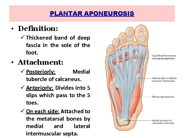 PLANTAR APONEUROSIS • Definition: ü Thickened band of deep fascia in the sole of
