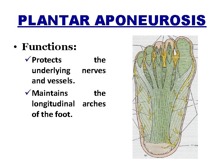 PLANTAR APONEUROSIS • Functions: üProtects the underlying nerves and vessels. üMaintains the longitudinal arches