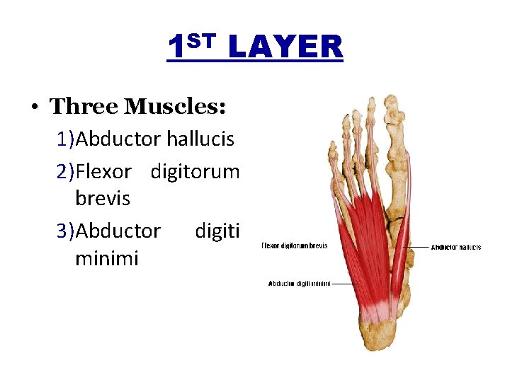 1 ST LAYER • Three Muscles: 1)Abductor hallucis 2)Flexor digitorum brevis 3)Abductor digiti minimi
