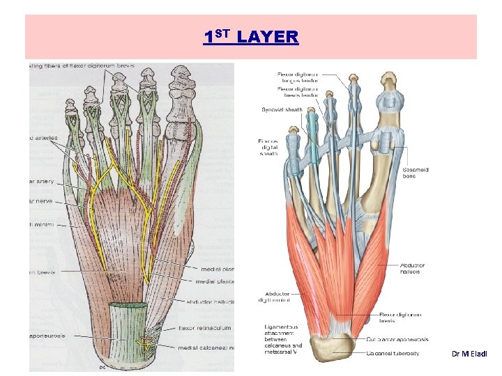 1 ST LAYER Dr M Eladl 