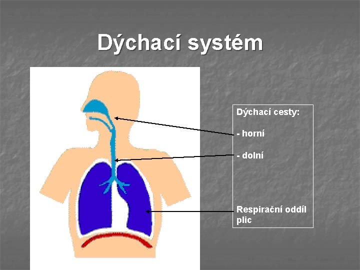 Dýchací systém Dýchací cesty: - horní - dolní Respirační oddíl plic 
