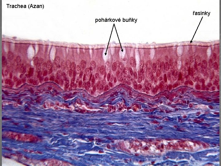 Trachea (Azan) řasinky pohárkové buňky 