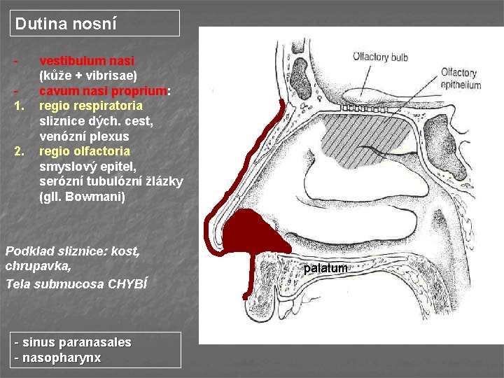 Dutina nosní 1. 2. vestibulum nasi (kůže + vibrisae) cavum nasi proprium: regio respiratoria