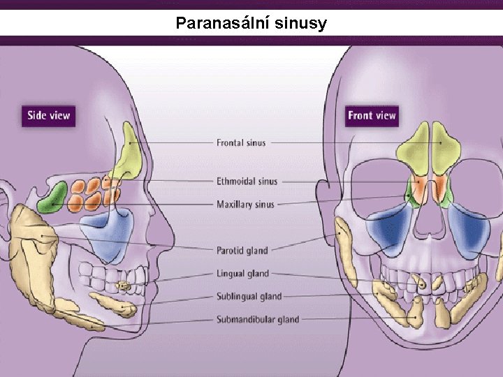 Paranasální sinusy 