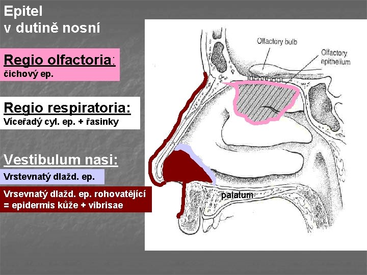 Epitel v dutině nosní Regio olfactoria: čichový ep. Regio respiratoria: Víceřadý cyl. ep. +