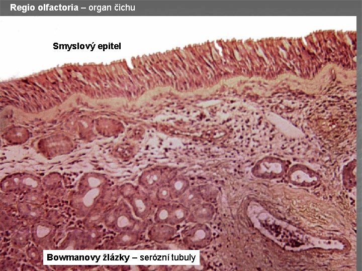 Regio olfactoria – organ čichu Smyslový epitel Bowmanovy žlázky – serózní tubuly 