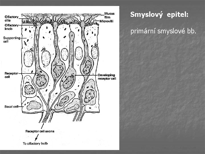 Smyslový epitel: primární smyslové bb. 