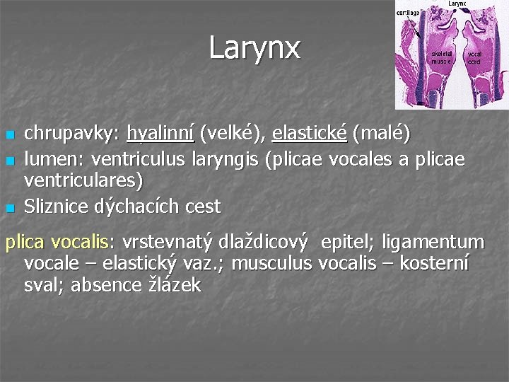 Larynx n n n chrupavky: hyalinní (velké), elastické (malé) lumen: ventriculus laryngis (plicae vocales