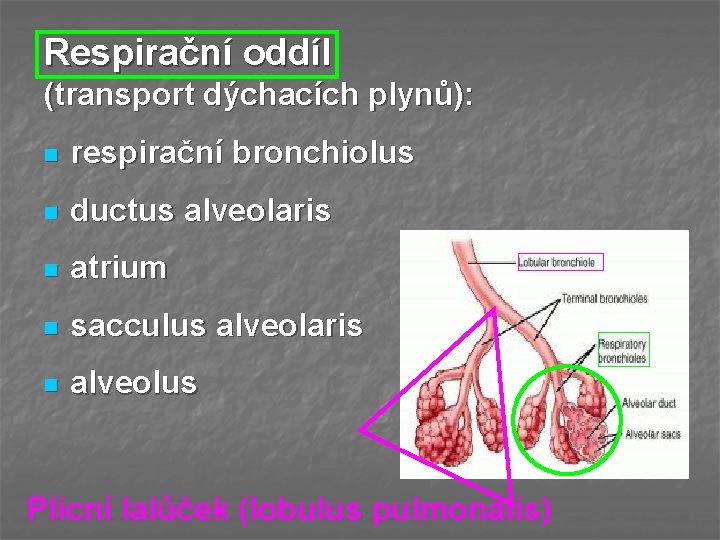 Respirační oddíl (transport dýchacích plynů): n respirační bronchiolus n ductus alveolaris n atrium n