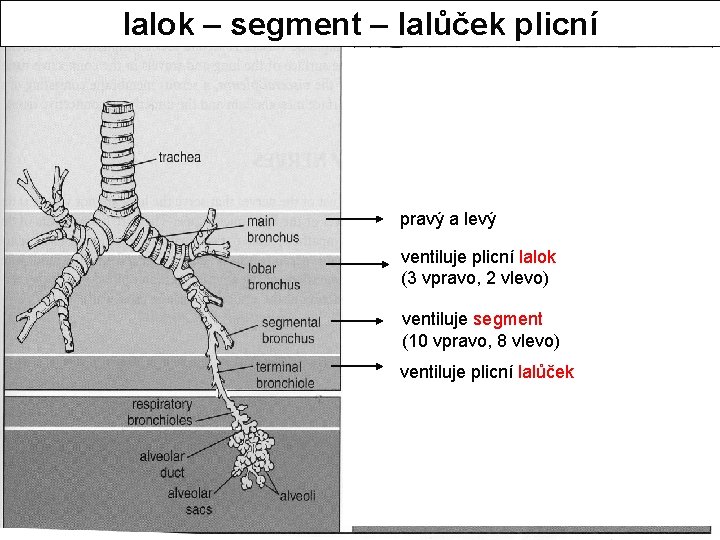 lalok – segment – lalůček plicní pravý a levý ventiluje plicní lalok (3 vpravo,