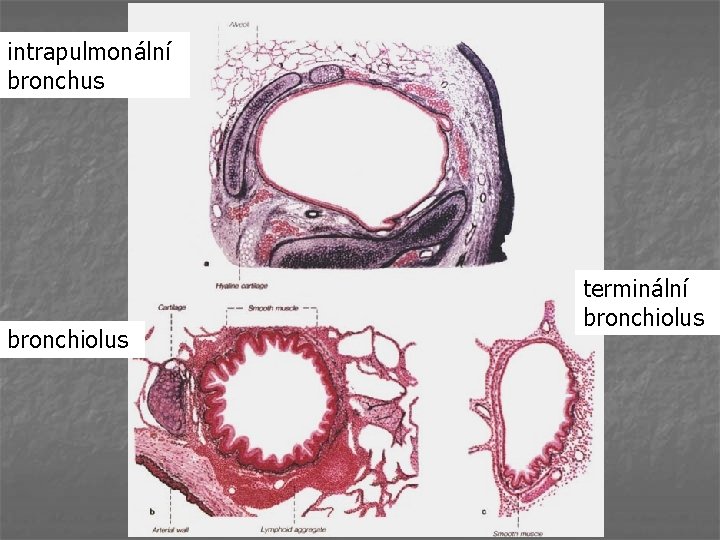 intrapulmonální bronchus bronchiolus terminální bronchiolus 