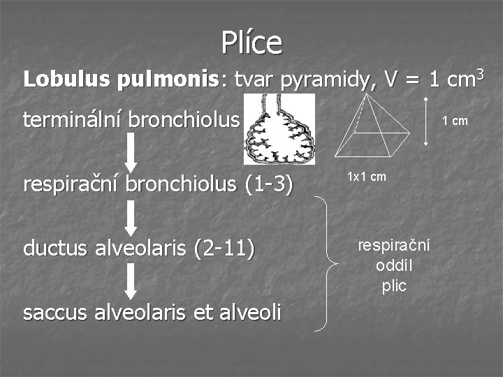 Plíce Lobulus pulmonis: tvar pyramidy, V = 1 cm 3 terminální bronchiolus respirační bronchiolus