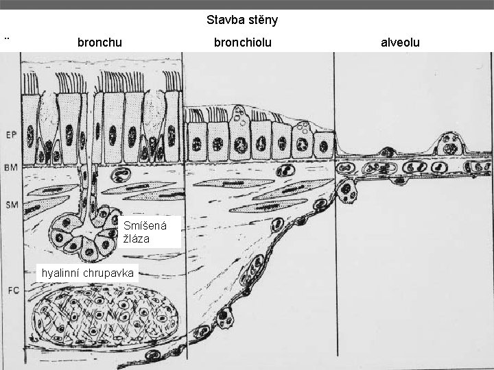 Stavba stěny ¨ bronchu bronchiolu Smíšená žláza hyalinní chrupavka alveolu 