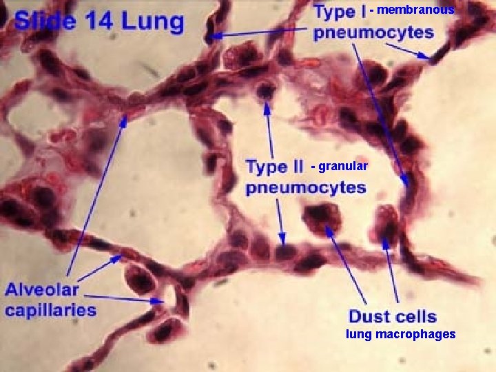 - membranous - granular lung macrophages 