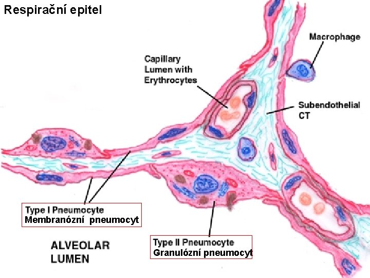 Respirační epitel Membranózní pneumocyt Granulózní pneumocyt 
