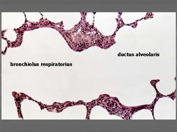 ductus alveolaris bronchiolus respiratorius 