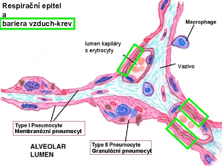 Respirační epitel a bariera vzduch-krev lumen kapiláry s erytrocyty Vazivo Membranózní pneumocyt Granulózní pneumocyt