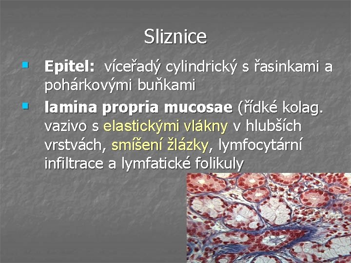 Sliznice § Epitel: víceřadý cylindrický s řasinkami a § pohárkovými buňkami lamina propria mucosae