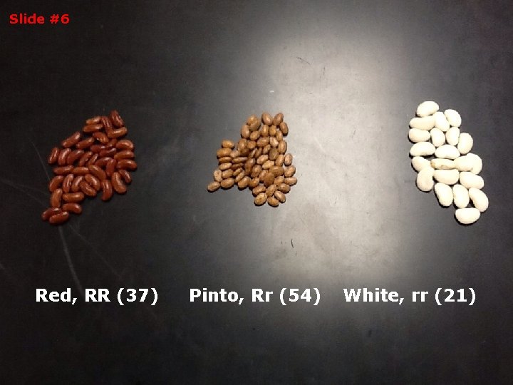 Slide #6 Red, RR (37) Pinto, Rr (54) White, rr (21) 