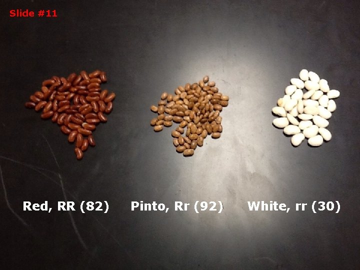 Slide #11 Red, RR (82) Pinto, Rr (92) White, rr (30) 