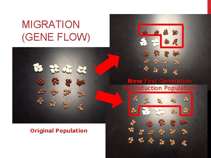 MIGRATION (GENE FLOW) New First Generation Reproduction Populations Original Population 