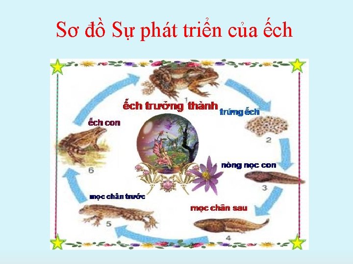 Sơ đồ Sự phát triển của ếch 