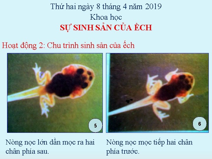 Thứ hai ngày 8 tháng 4 năm 2019 Khoa học SỰ SINH SẢN CỦA