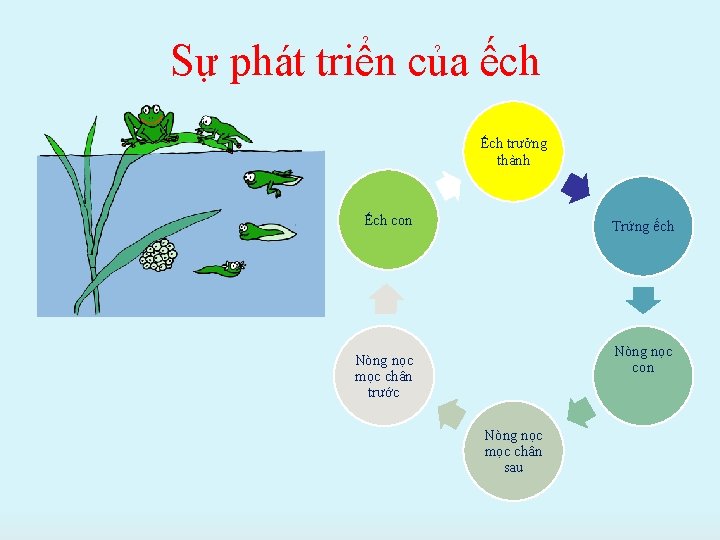 Sự phát triển của ếch Ếch trưởng thành Ếch con Trứng ếch Nòng nọc