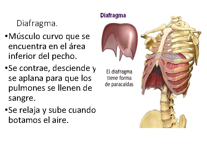 Diafragma. • Músculo curvo que se encuentra en el área inferior del pecho. •