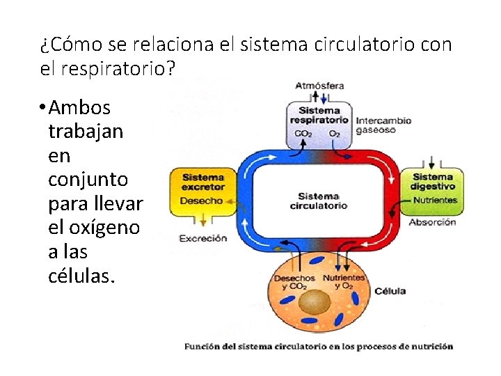 ¿Cómo se relaciona el sistema circulatorio con el respiratorio? • Ambos trabajan en conjunto