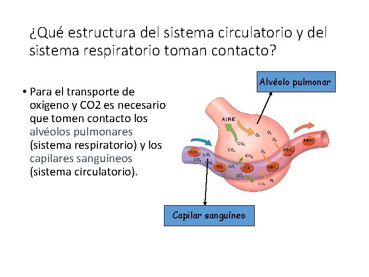 ¿Qué estructura del sistema circulatorio y del sistema respiratorio toman contacto? Alvéolo pulmonar •